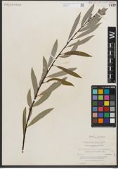 Foto von Salix petiolaris Sm.